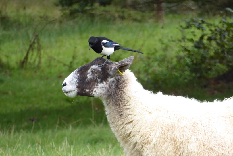 Magpie on Sheep - photo by Teresa Robb