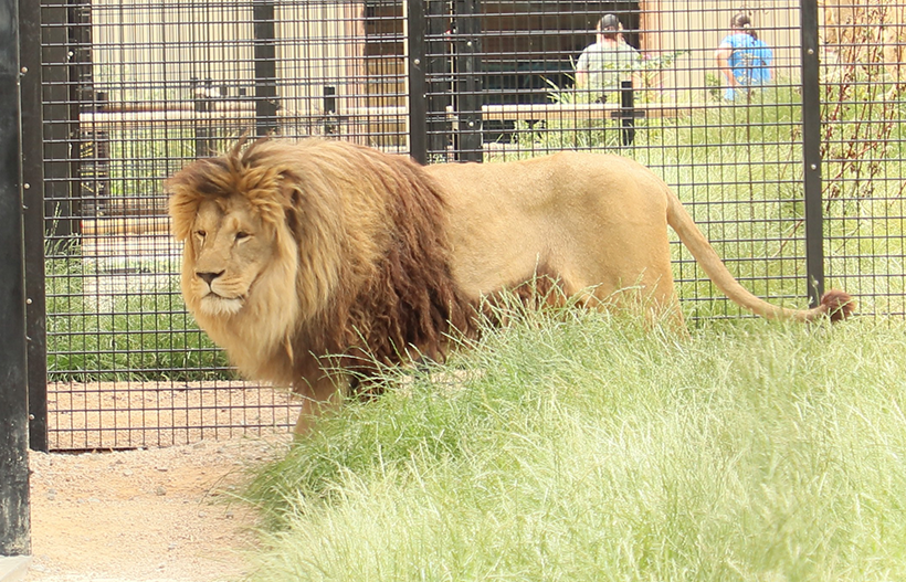 A lion strolling near grass
