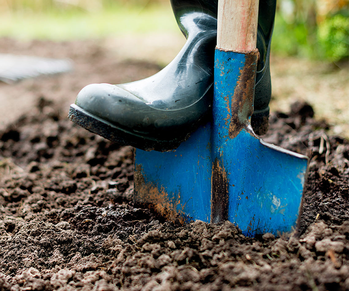 A foot in a wellington boot digging in soil with a spade