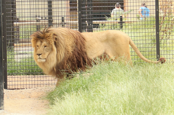 A lion strolling near grass